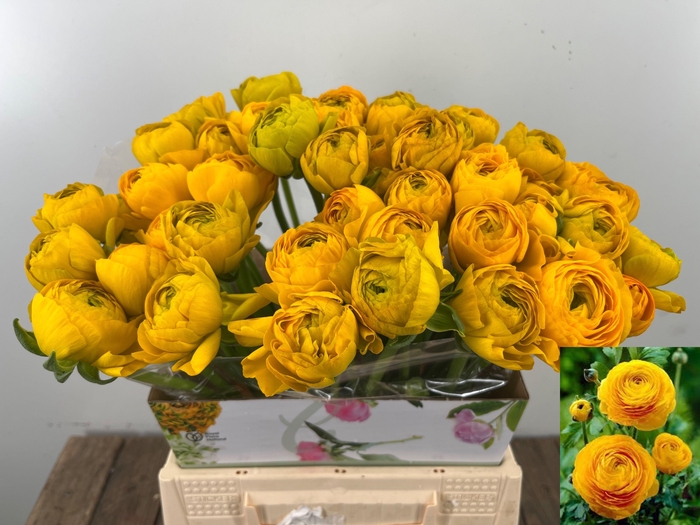 <h4>RAN SU OMEGA</h4>