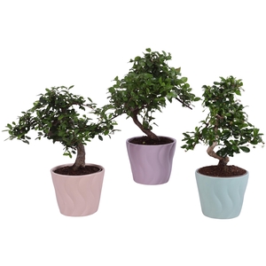 Bonsai Indoor Mix Ø12cm S-Shape in Ø 14cm Ceramic SE662