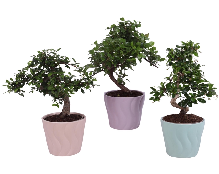 <h4>Bonsai Indoor Mix Ø12cm S-Shape in Ø 14cm Ceramic SE662</h4>