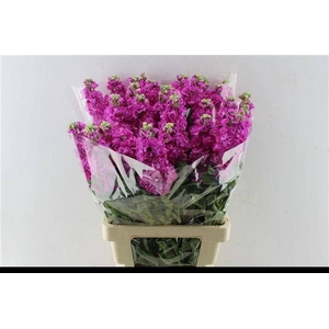 MATTH IRON DEEP PINK