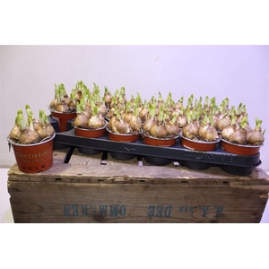 arr8 Narc O Tete A Tete