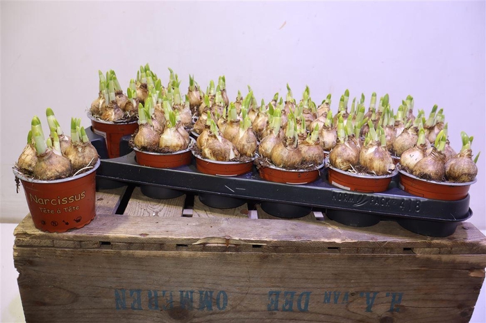 <h4>arr8 Narc O Tete A Tete</h4>