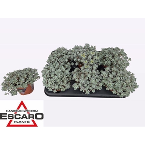 Sedum spathulifolium 'Cape Blanco'