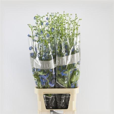 <h4>Delph Du Centurion Skyblue</h4>