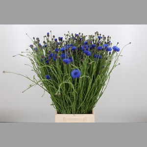Centaurea