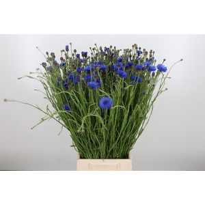 Centaurea