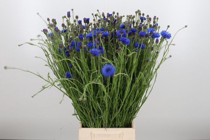 <h4>Centaurea</h4>
