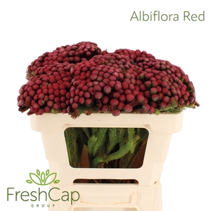 Albiflora Red