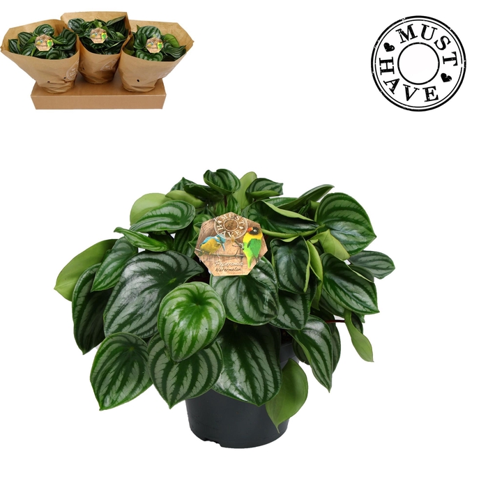 <h4>Peperomia ''Argyreia'' watermelon 'must have'</h4>