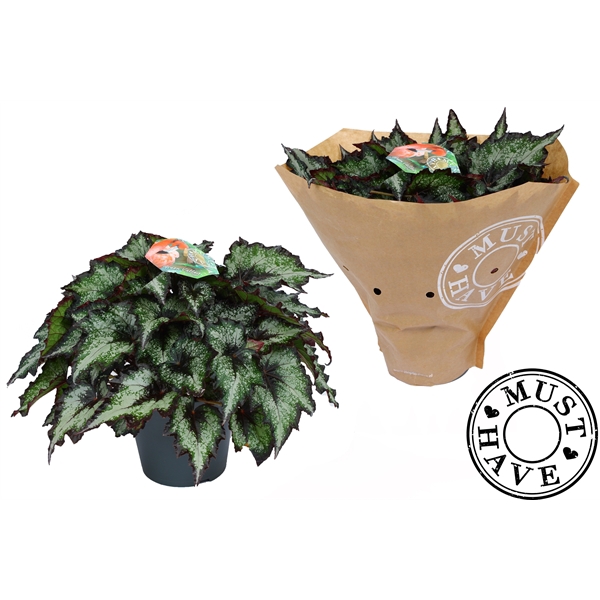 <h4>Bladbegonia Rex Green Valley Must Have</h4>