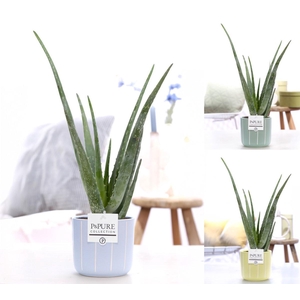 Aloe Vera in P&PURE Fleur ceramics ass. 3