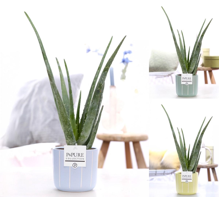 <h4>Aloe Vera in P&PURE Fleur ceramics ass. 3</h4>