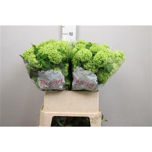 Viburnum Roseum St 2+