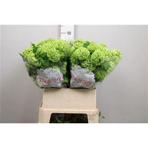 Viburnum Roseum St 2+