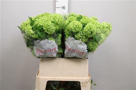 <h4>Viburnum Roseum St 4+</h4>