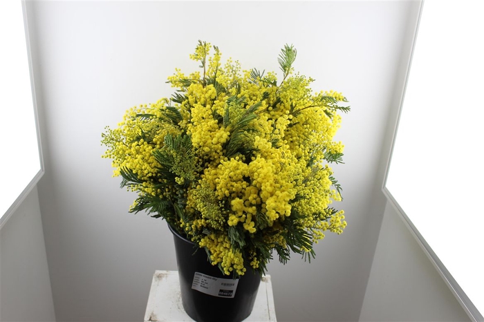 <h4>Mimosa Mirandole 400gr</h4>