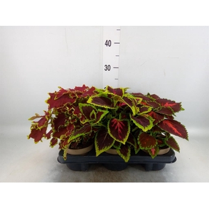 Plectranthus col.   ...mix