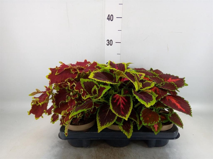 <h4>Plectranthus col.   ...mix</h4>