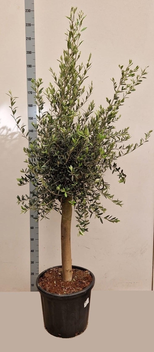 <h4>OLEA EUROPAEA</h4>