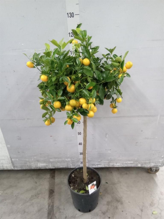 <h4>Citrus   ...</h4>