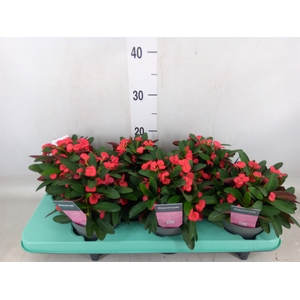 Euphorbia milii 'Maxi Olympia'