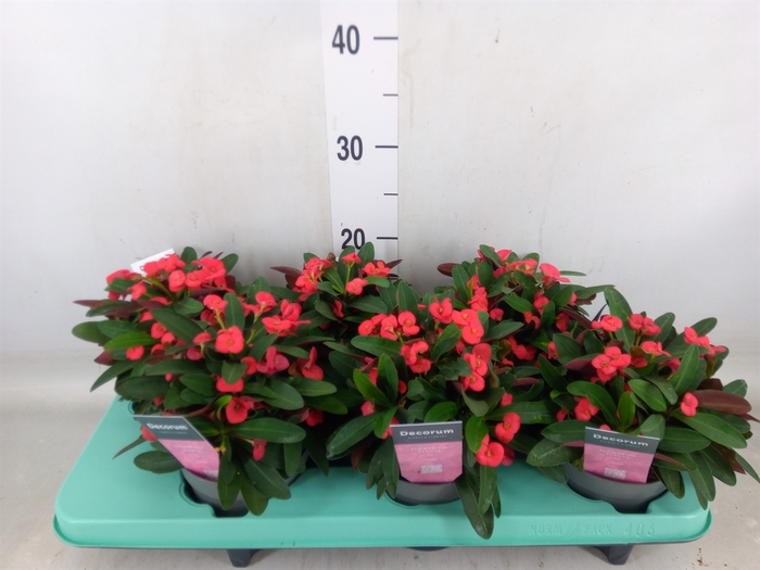<h4>Euphorbia milii 'Maxi Olympia'</h4>