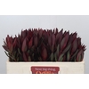 Leucadendron Saf Sunset Dark R.Spray