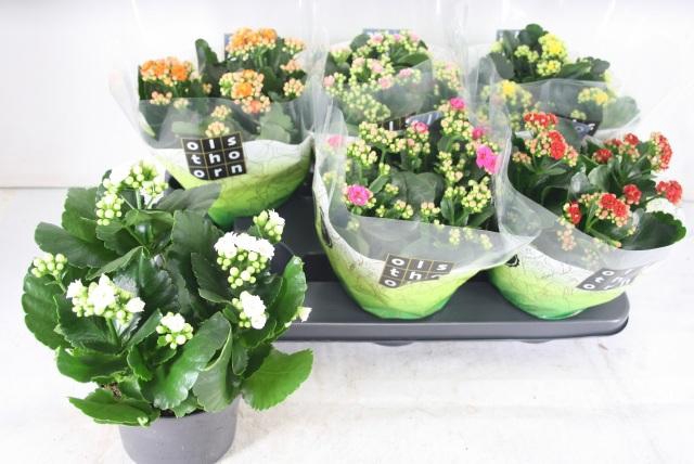 <h4>KAL GE GEM 6 KL</h4>