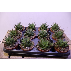 Haworthia Li