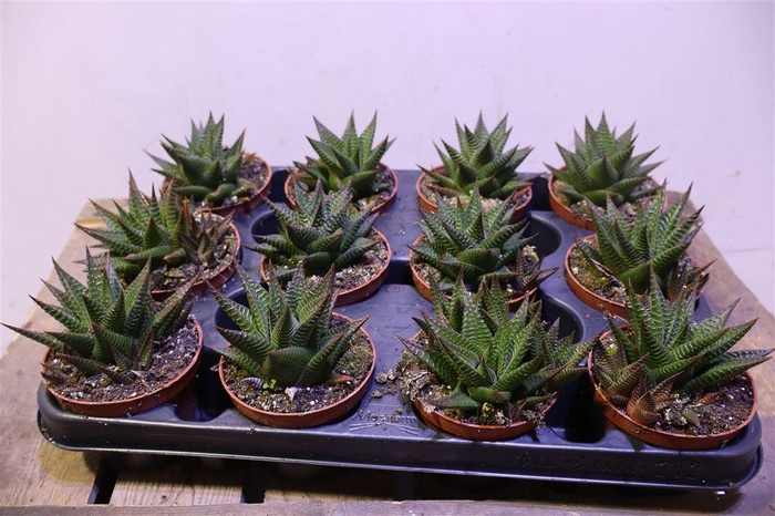 <h4>arr8 Haworthia Li</h4>