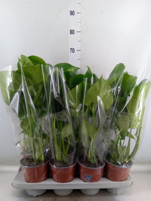 <h4>Monstera delic.</h4>