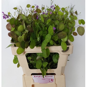 LUNARIA ANN PAARSE P