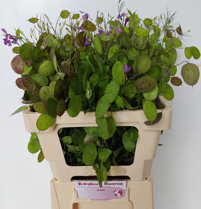 <h4>LUNARIA ANN PAARSE P</h4>