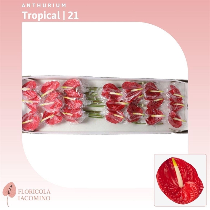 <h4>Anthurium Tropical</h4>
