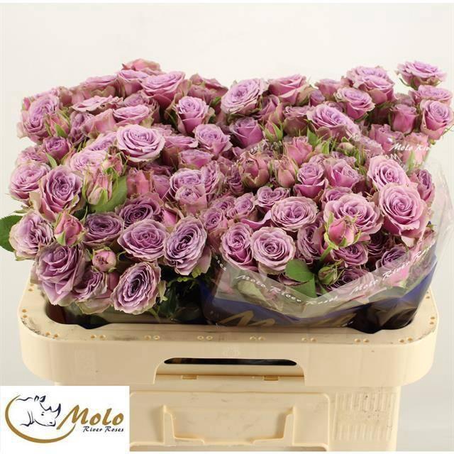 <h4>R TR PURPLE SKY</h4>