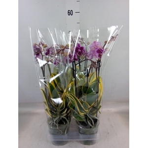 Phalaenopsis multi. 'Hornglin Vick'