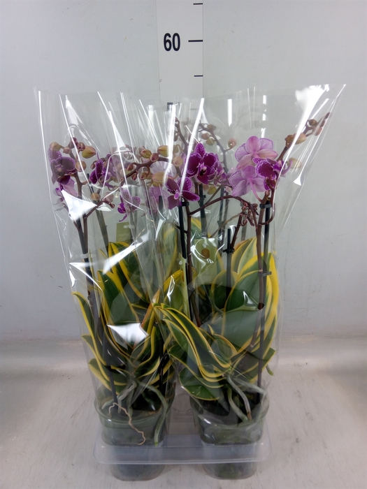 <h4>Phalaenopsis multi. 'Hornglin Vick'</h4>