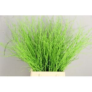 Betula Bs Paint Apple Green