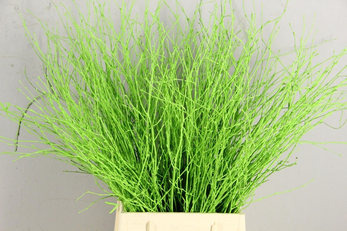 <h4>Betula Bs Paint Apple Green</h4>