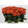 Dahlia Orange Fox