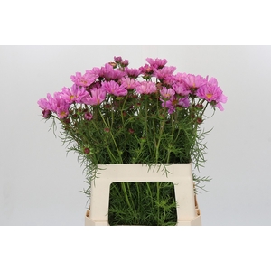 Cosmos Pink