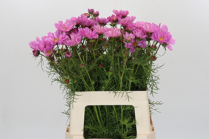 Cosmos Pink