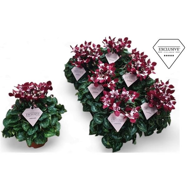Cyclamen persicum kleinbloemig Super Serie Angels