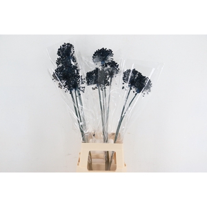 DF Allium Paint Blue