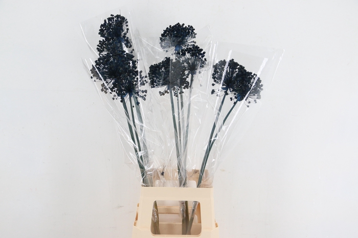 <h4>DF Allium Paint Blue</h4>