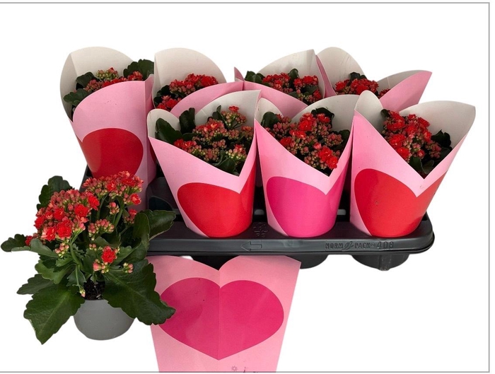 <h4>KAL GE PERFECTA RED</h4>