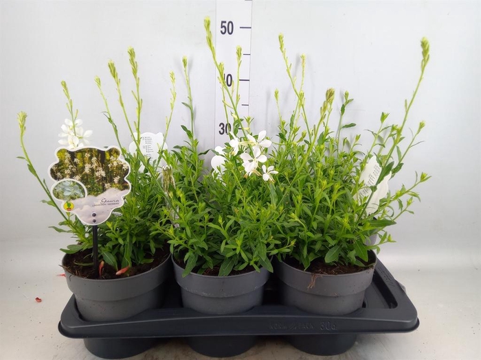 <h4>Gaura lindheimeri   ...</h4>
