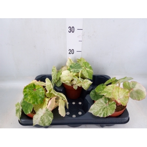 Begonia BD   ...