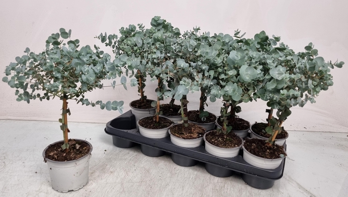 <h4>EUCAL CINEREA</h4>