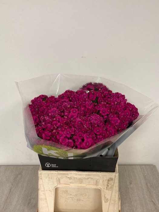 <h4>DIANTHUS BR KIWI FUCHSIA XXL</h4>